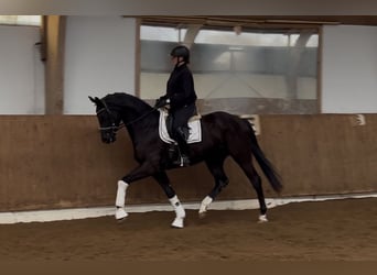 Hanoverian, Gelding, 4 years, 16.2 hh, Black