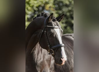 Hannoveraner, Wallach, 4 Jahre, 16,2 hh, Rappe