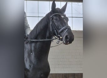 Hanoverian, Gelding, 4 years, 16,2 hh, Black