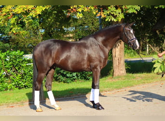 Hanoverian, Gelding, 4 years, 16,2 hh, Black