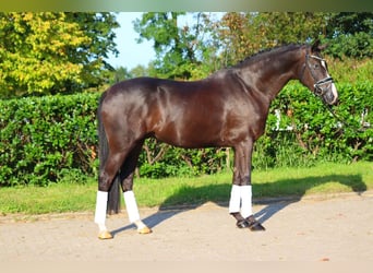 Hanoverian, Gelding, 4 years, 16,2 hh, Black