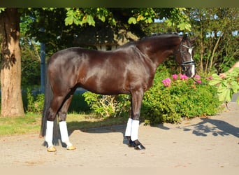 Hanoverian, Gelding, 4 years, 16,2 hh, Black