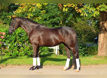 Hanoverian, Gelding, 4 years, 16,2 hh, Black