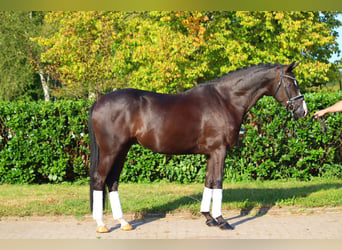 Hanoverian, Gelding, 4 years, 16,2 hh, Black