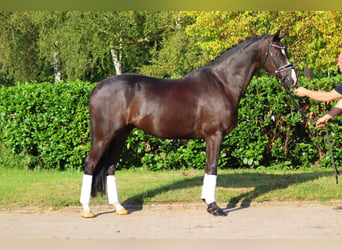 Hanoverian, Gelding, 4 years, 16,2 hh, Black