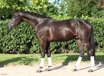 Hanoverian, Gelding, 4 years, 16.2 hh, Black