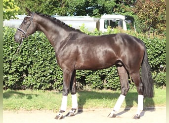 Hanoverian, Gelding, 4 years, 16.2 hh, Black
