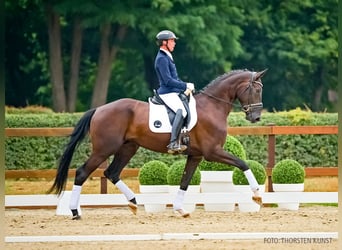 Hanoverian, Gelding, 4 years, 16.2 hh, Black