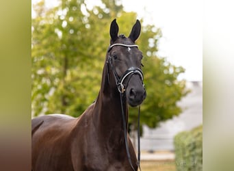 Hanoverian, Gelding, 4 years, 16.2 hh, Black