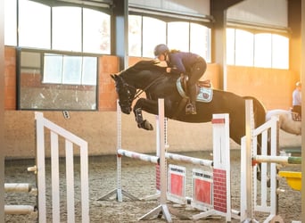 Hanoverian, Gelding, 4 years, 16,2 hh, Black