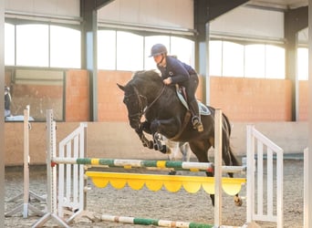 Hanoverian, Gelding, 4 years, 16,2 hh, Black