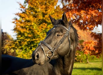 Hanoverian, Gelding, 4 years, 16,2 hh, Black