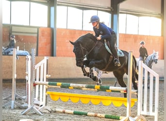 Hanoverian, Gelding, 4 years, 16,2 hh, Black