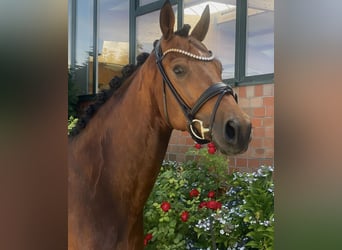 Hanoverian, Gelding, 4 years, 16.2 hh, Brown
