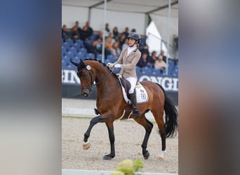 Hanoverian, Gelding, 4 years, 16.2 hh, Brown
