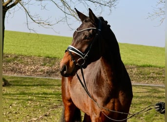 Hanoverian, Gelding, 4 years, 16.2 hh, Brown