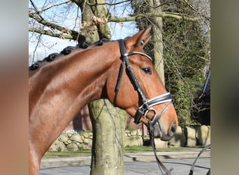 Hanoverian, Gelding, 4 years, 16.2 hh, Brown