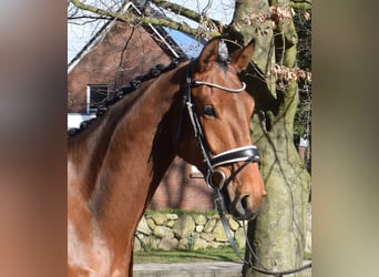 Hanoverian, Gelding, 4 years, 16.2 hh, Brown