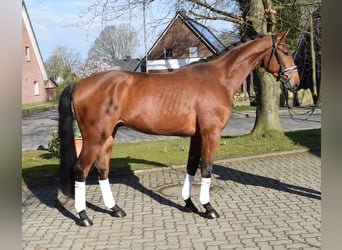 Hanoverian, Gelding, 4 years, 16.2 hh, Brown