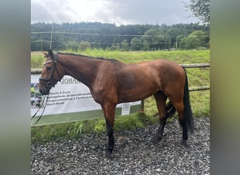 Hanoverian, Gelding, 4 years, 16.2 hh, Brown