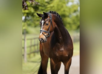 Hanoverian, Gelding, 4 years, 16,2 hh, Brown