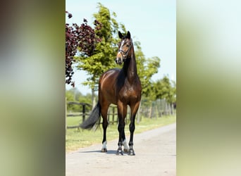 Hanoverian, Gelding, 4 years, 16,2 hh, Brown