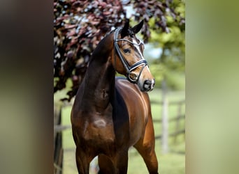 Hanoverian, Gelding, 4 years, 16,2 hh, Brown