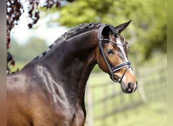 Hanoverian, Gelding, 4 years, 16,2 hh, Brown