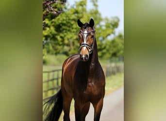 Hanoverian, Gelding, 4 years, 16,2 hh, Brown