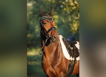 Hanoverian, Gelding, 4 years, 16.2 hh, Brown