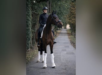 Hanoverian, Gelding, 4 years, 16.2 hh, Brown