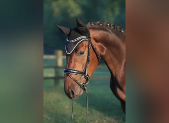 Hanoverian, Gelding, 4 years, 16.2 hh, Brown