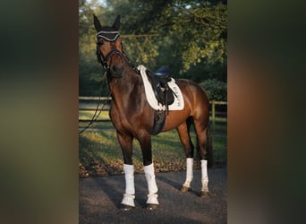 Hanoverian, Gelding, 4 years, 16.2 hh, Brown