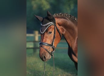 Hanoverian, Gelding, 4 years, 16.2 hh, Brown