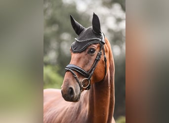 Hannoveraner, Wallach, 4 Jahre, 16,2 hh, Brauner