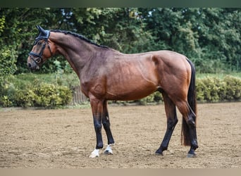 Hannoveraner, Wallach, 4 Jahre, 16,2 hh, Brauner