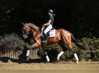 Hanoverian, Gelding, 4 years, 16,2 hh, Brown