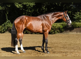 Hanoverian, Gelding, 4 years, 16,2 hh, Brown