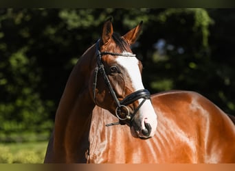 Hanoverian, Gelding, 4 years, 16,2 hh, Brown