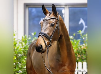 Hanoverian, Gelding, 4 years, 16,2 hh, Brown