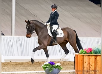 Hanoverian, Gelding, 4 years, 16.2 hh, Brown