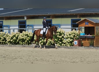 Hanoverian, Gelding, 4 years, 16.2 hh, Brown