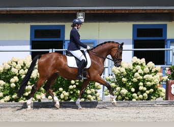 Hanoverian, Gelding, 4 years, 16.2 hh, Brown