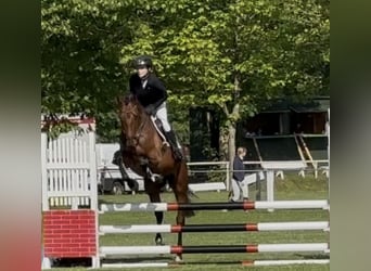 Hanoverian, Gelding, 4 years, 16.2 hh, Brown