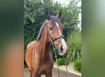 Hanoverian, Gelding, 4 years, 16.2 hh, Brown