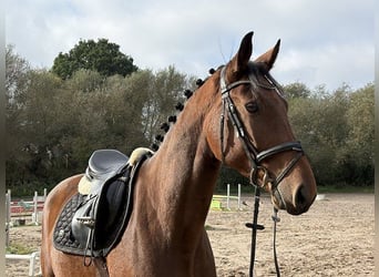 Hanoverian, Gelding, 4 years, 16.2 hh, Brown