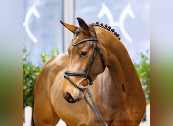 Hanoverian, Gelding, 4 years, 16,2 hh, Brown