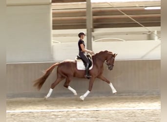 Hanoverian, Gelding, 4 years, 16,2 hh, Chestnut