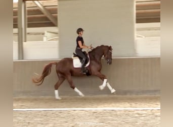 Hanoverian, Gelding, 4 years, 16,2 hh, Chestnut