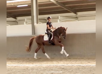 Hanoverian, Gelding, 4 years, 16,2 hh, Chestnut